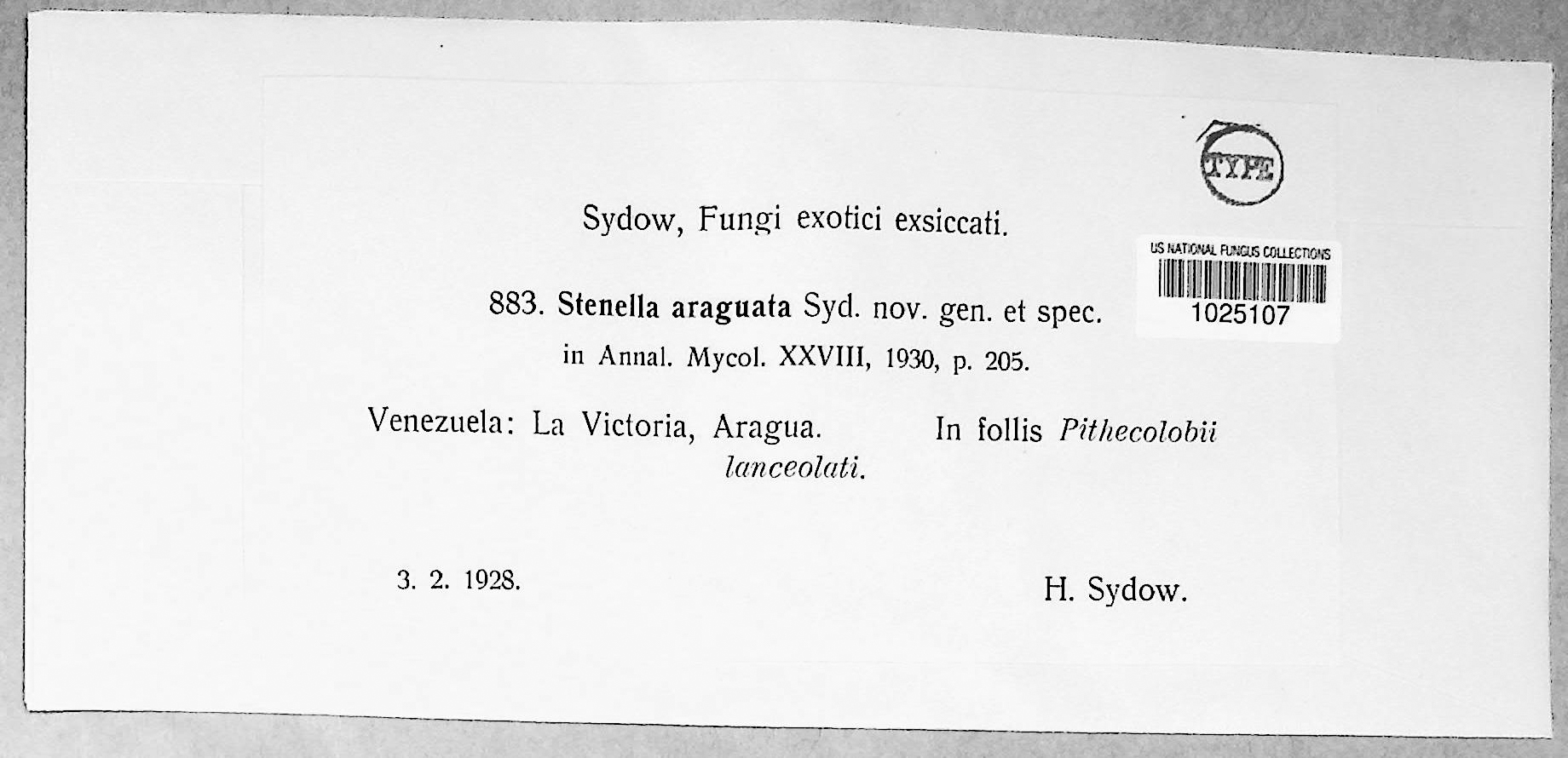 Stenella araguata